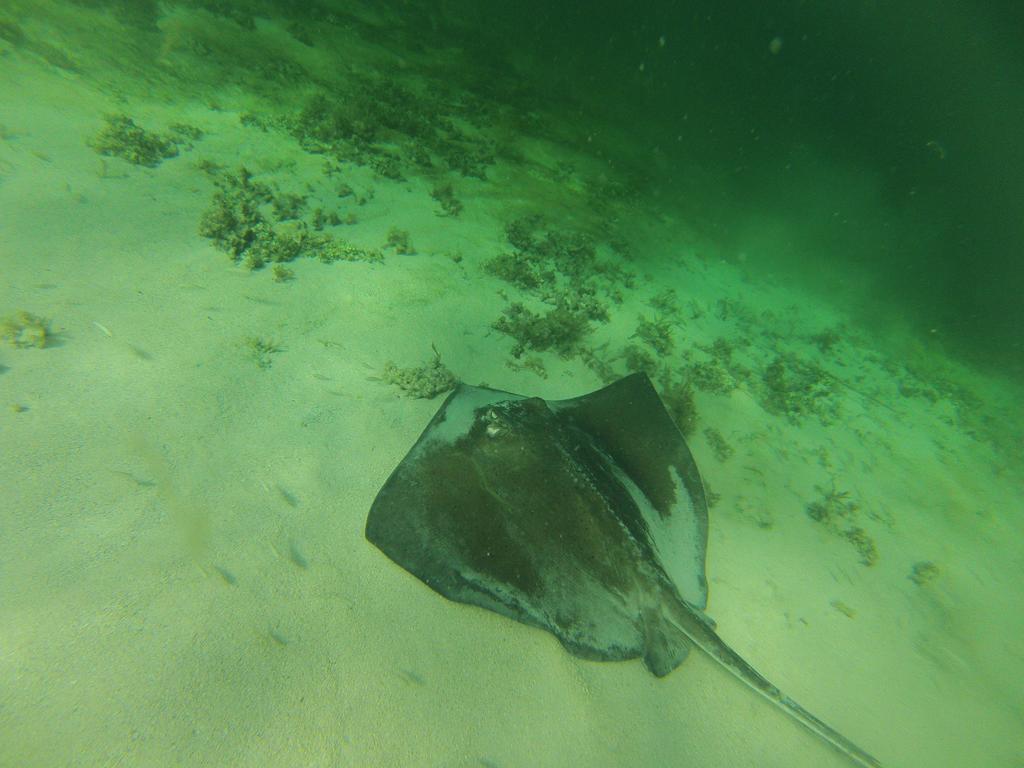 Fish Tobago Guesthouse Buccoo Extérieur photo